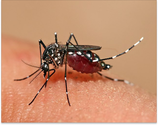 aedes mosquito