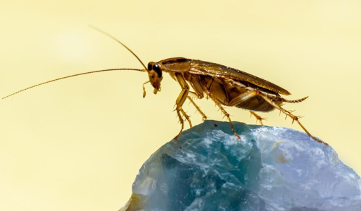 turkestan cockroach